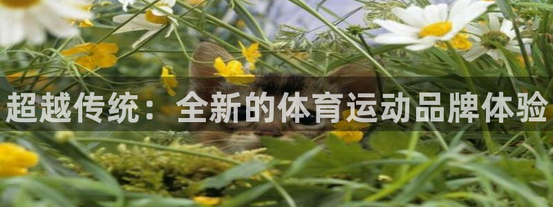 凯发官方正版app娱乐下载：超越传统：全新的体育运动