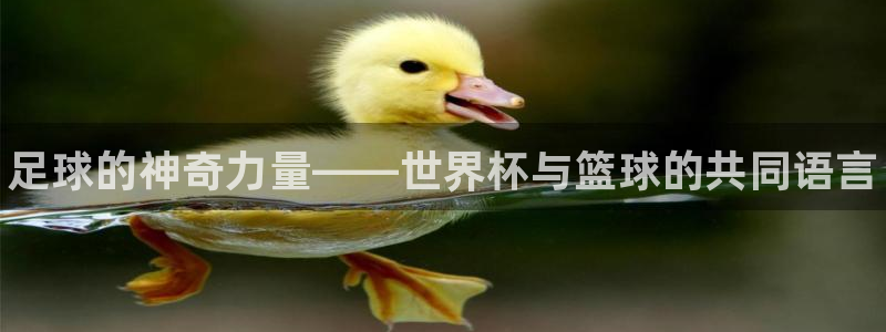 凯发官方平台体育：足球的神奇力量——世界杯与篮球的共