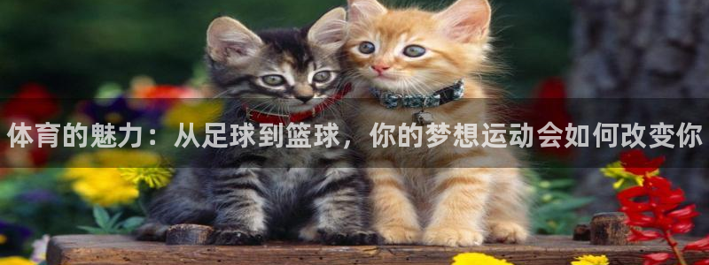 凯发官方正版app官网：体育的魅力：从足球到篮球，你的梦想运