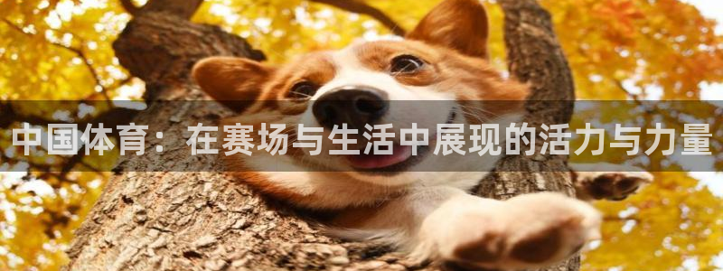 凯发官网下载招商电话地址是多少：中国体育：在赛场与生